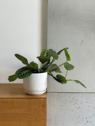 Doniczka donica z podstawką ceramiczna na kwiaty biała mat