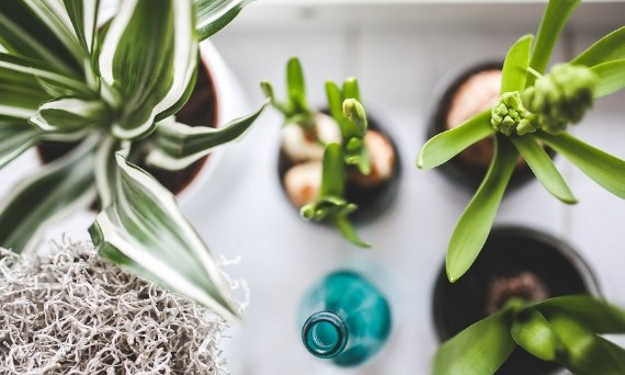 Rośliny antysmogowe – oczyść powietrze w swoim domu