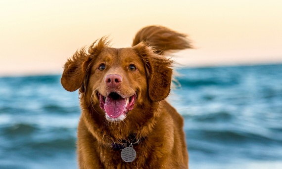 Kociarze, psiarze – to dla Was! Ceramika z kotami i psami, dekoracje i dodatki – najmodniejsze motywy